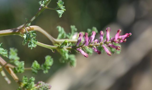 Fumaria officinalis (Papaveraceae)